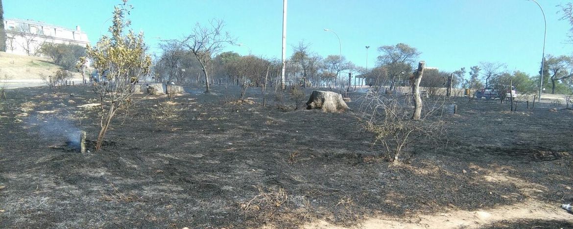 Incendio en Bosque Nativo de Ciudad Universitaria